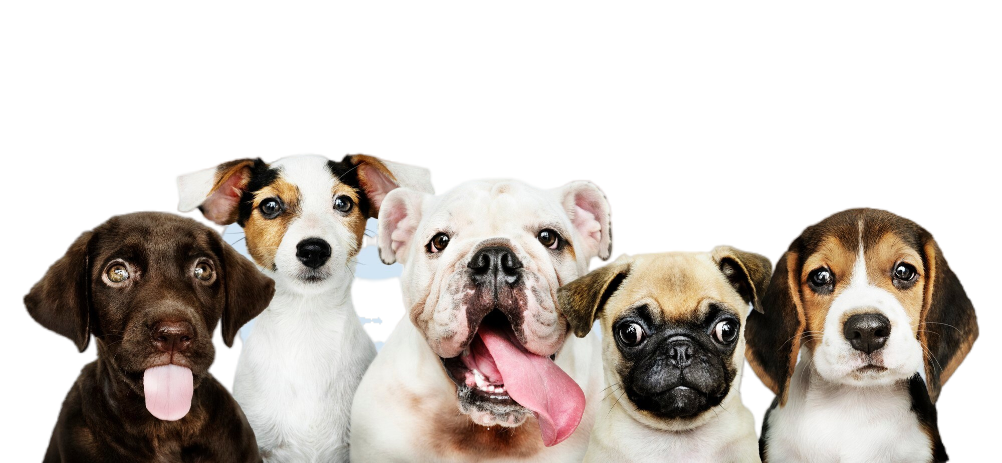 Grupo de perros y gatos